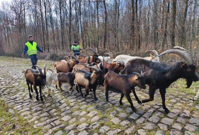 Parigi-Roubaix 23: ad Arenberg si passa grazie alle capre